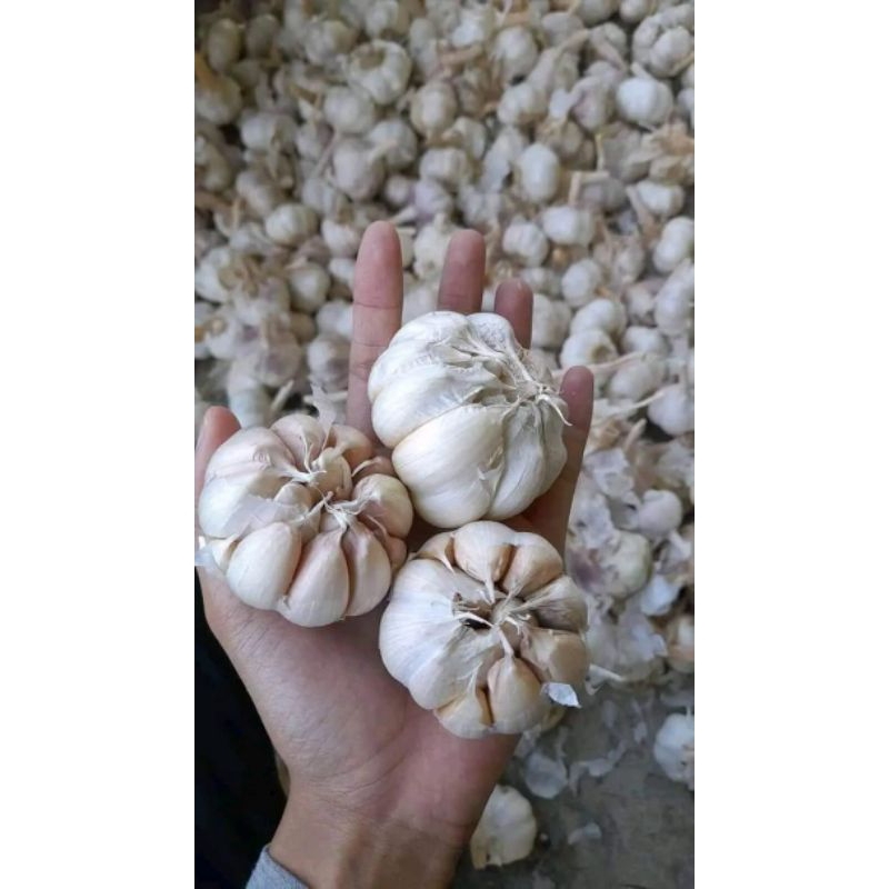 

Abiya sen store / bawang putih alami bersih