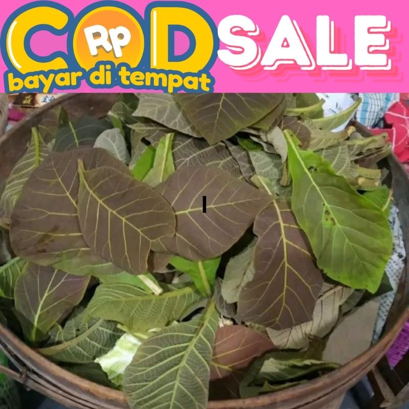 

Daun pupus jati segar untuk Ecoprint 500 gram