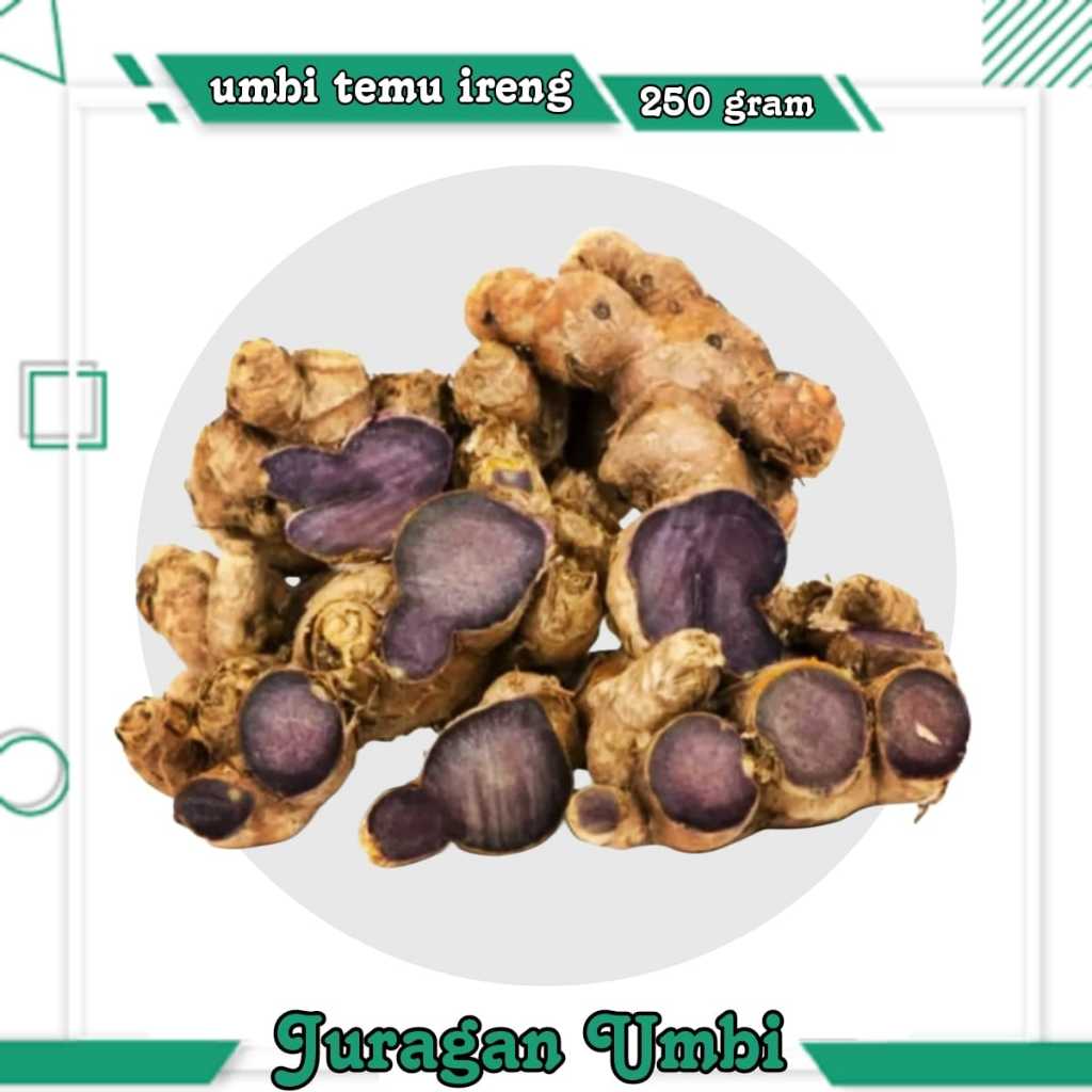 

Temu Ireng Asli Kunyit Hitam / Bibit Temu Ireng