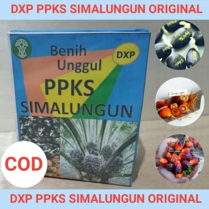 Bibit benih polong kecambah sawit unggul dxp ppks simalungun unggul original berkualitas asli medan