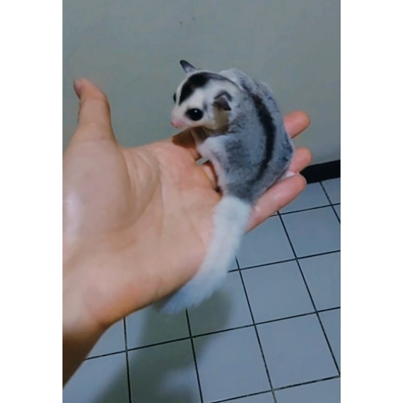 Sugar Glider Mozaik