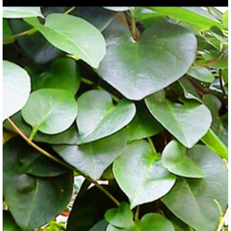 

Daun binahong segar 1kg