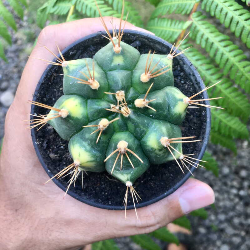 Kaktus Gymno Miha Cat eye variegata