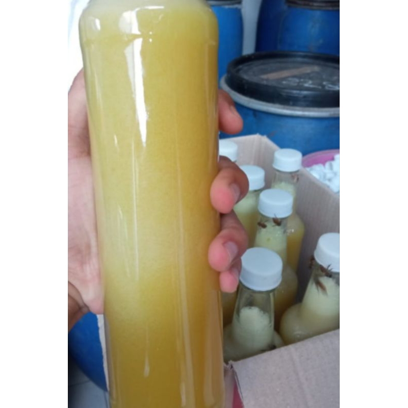

madu bunga kaliandra, madu asmaan mujarrab, madu bendo, madu murni