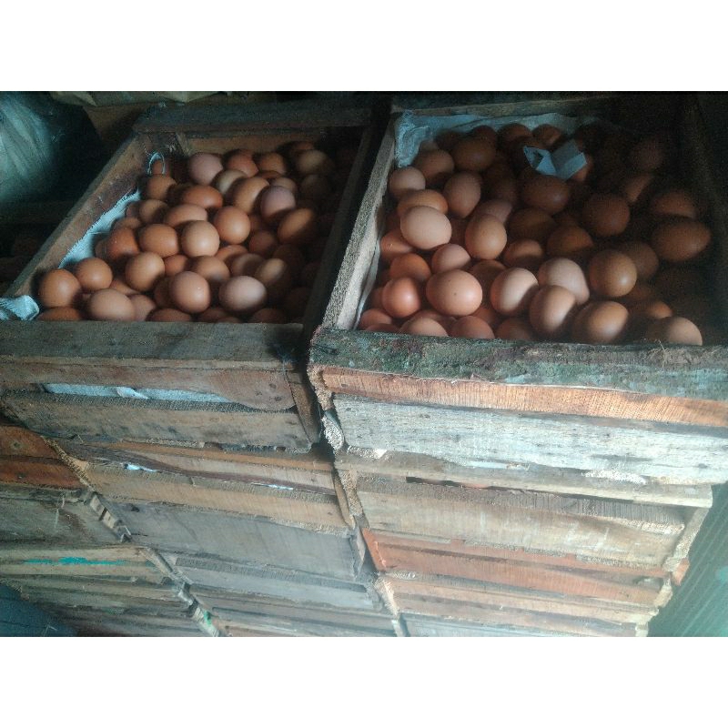 

Telur Ayam Omega 3 Fresh Quality 1 Kg/16 Butir