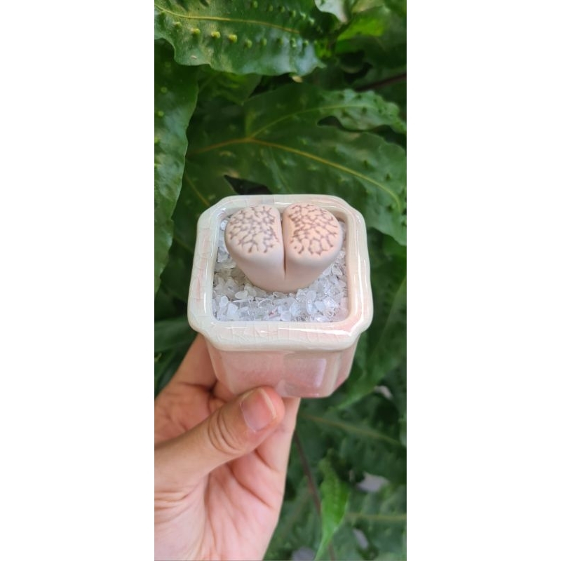 lithops var pink jumbo