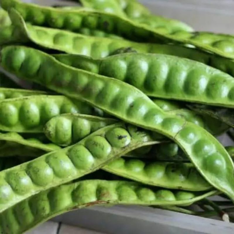 

Pete padi asli Lampung isi 10 lonjor harga murah khas kampung33