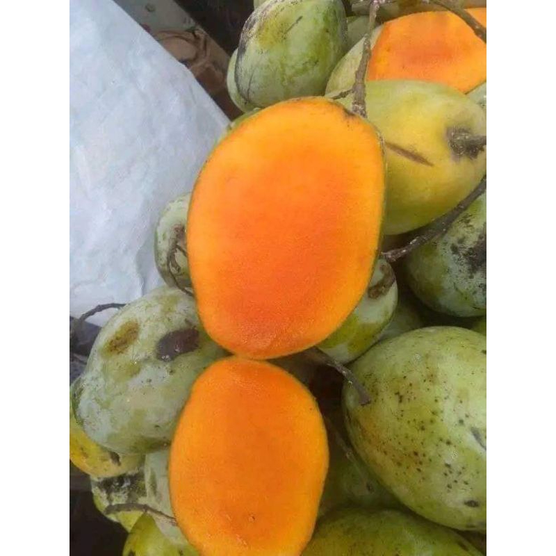 

Mangga Indramayu/mangga Cengkir 2kg