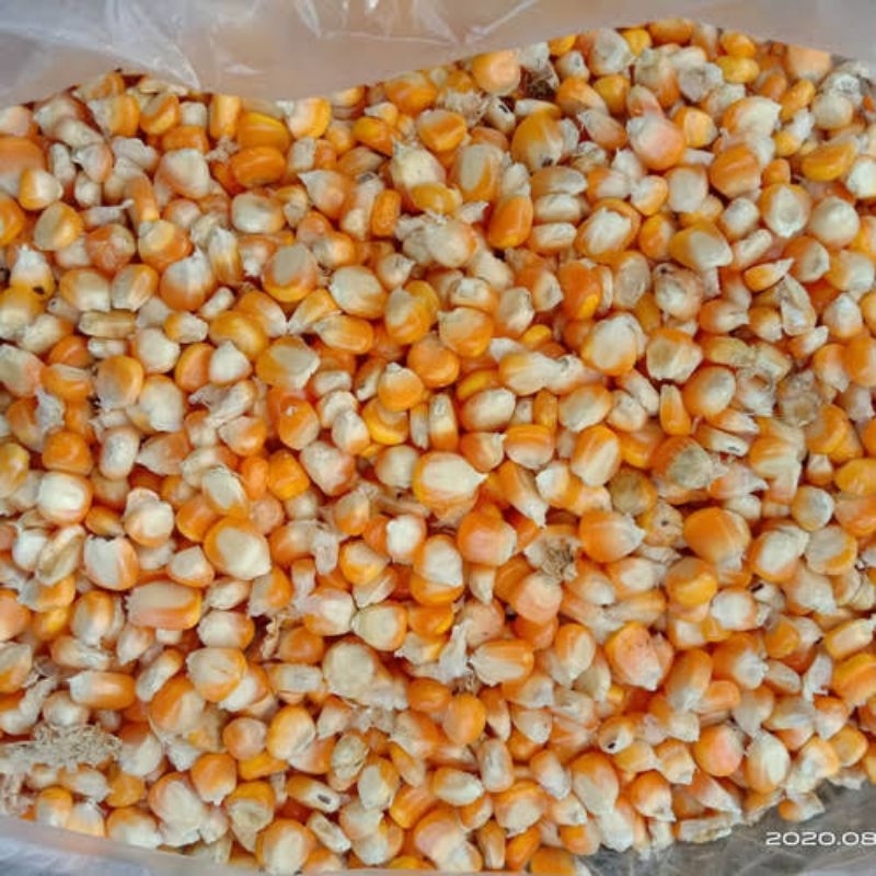 

Jagung Kristal Kering Pakan Burung Merpati Ayam 1 kilo