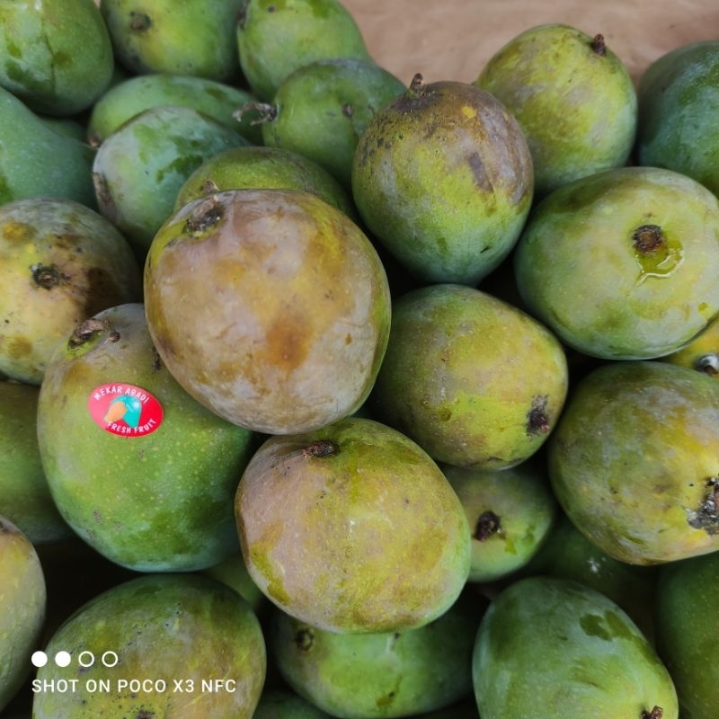 

mangga harum manis matang pohon