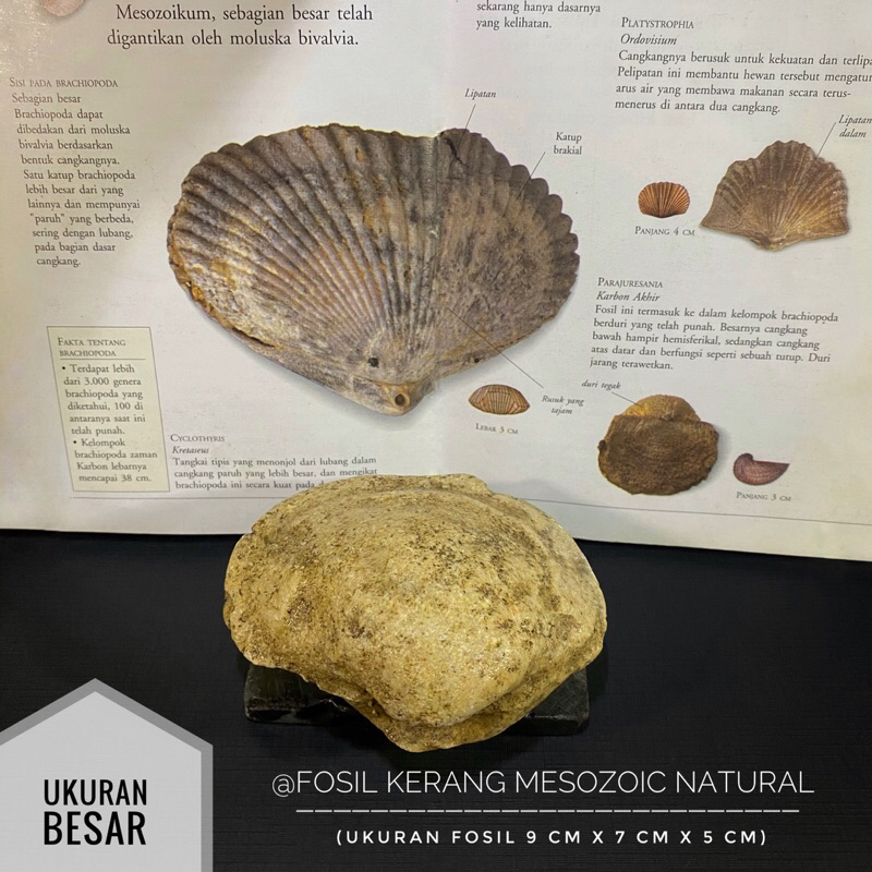 Fosil Kerang Purba Natural B12 atau Fosil Bivalvia atau Fosil Kijing atau Fosil Kerang Temuan atau F