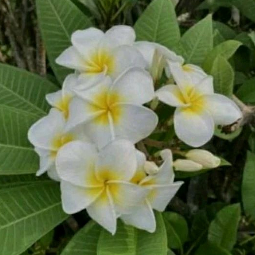 BIBIT TANAMAN BUNGA KAMBOJA PUTIH SUDAH BERAKAR