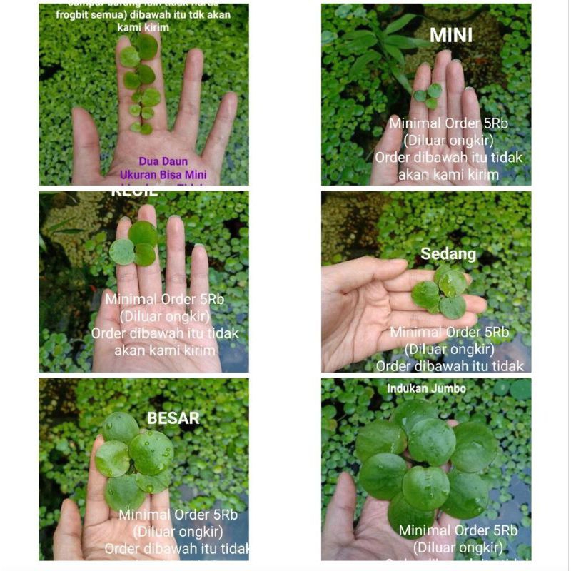 Tanaman Air Aquarium/ hiasan tumbuhan hidup untuk ikan