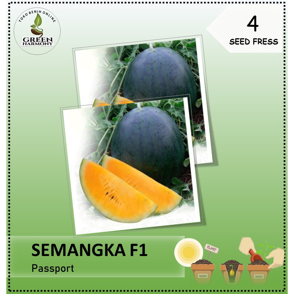 4Biji - Benih Bibit Semangka kuning PASSPORT F1 bukan non biji, bibit tanaman buah