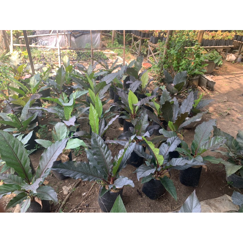 Anthurium Hokeri black  size Induk sudah bertongkol/persiapan bertongkol warna hitam cakep