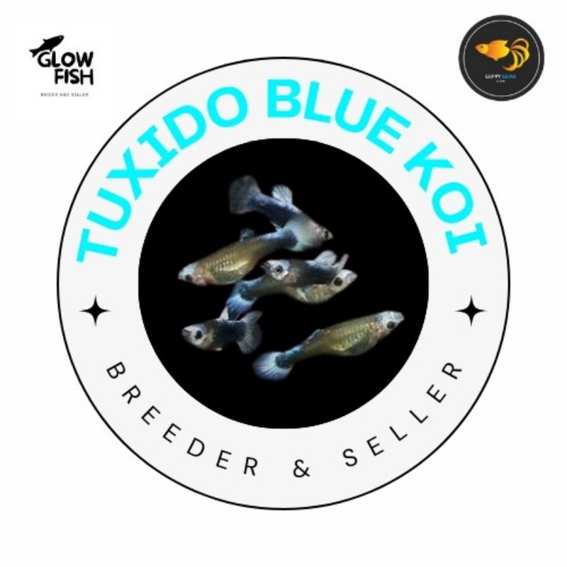 GUPPY TUXIDO BLUE KOI