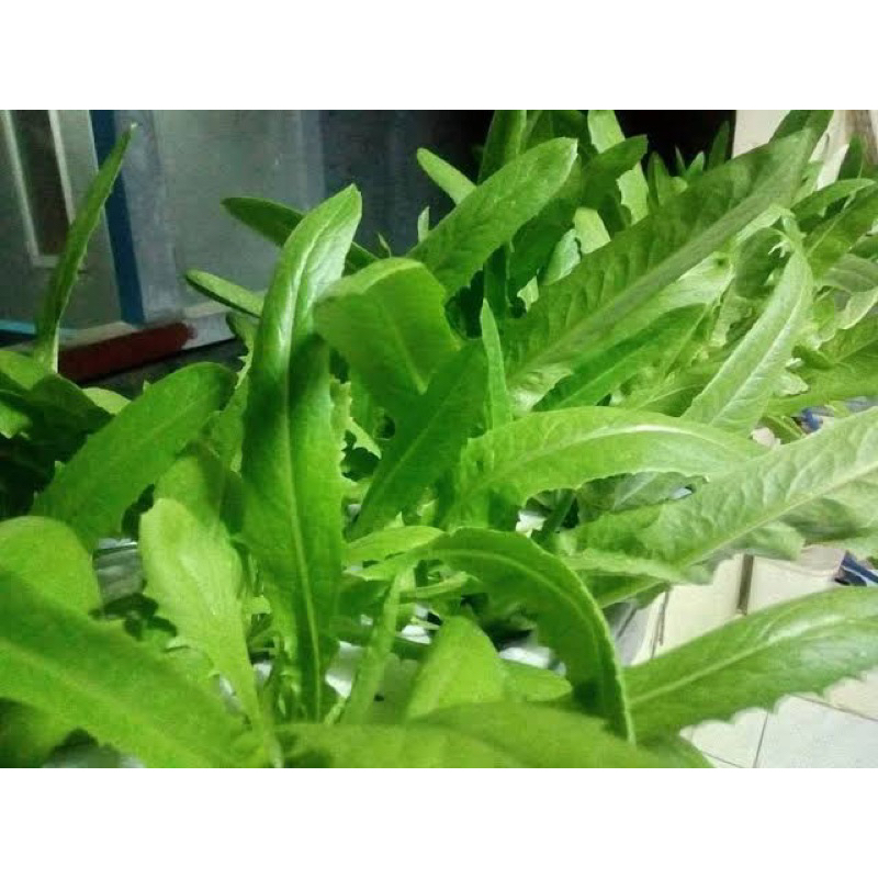 90 Benih Selada Siomak Aroma Wangi Benih Selada Siomak Unggu Berkualitas Bibit Selada Siomak Bibit S