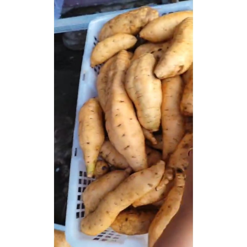 

UBI CILEMBU
