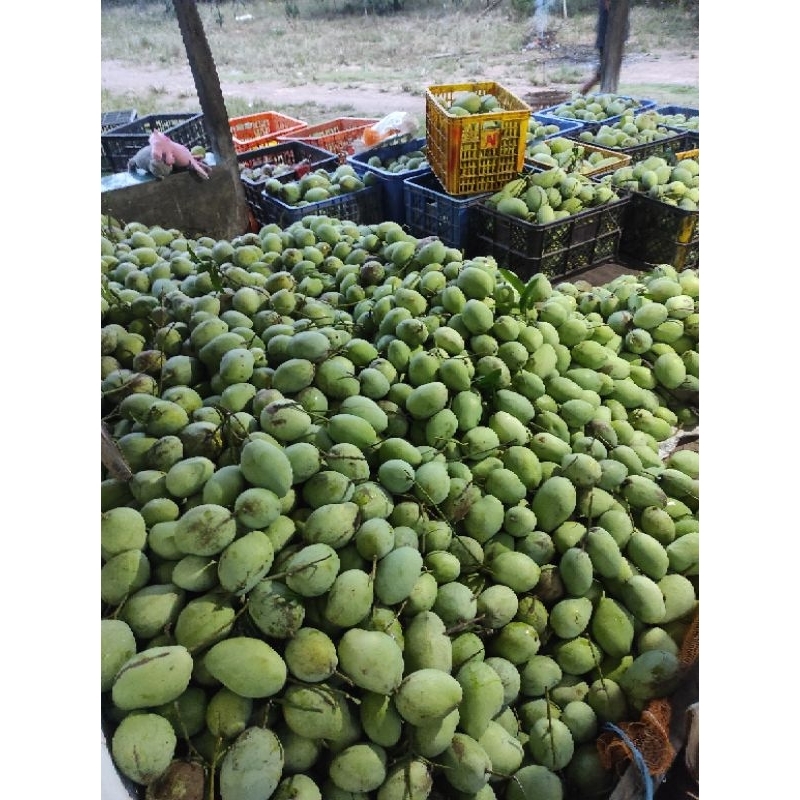

Mangga Cengkir Super Besar 1Kg