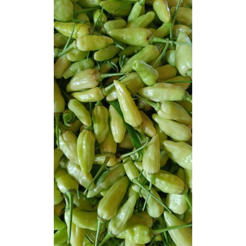 

Cabe Rawit Putih per 100gram