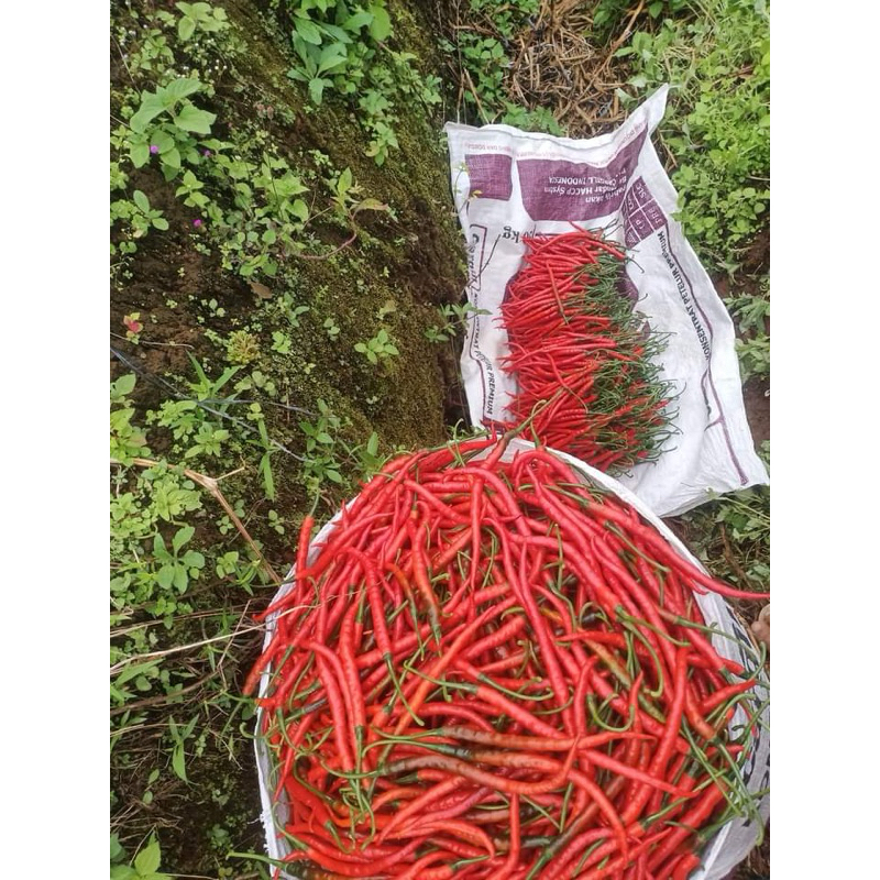 

Cabai keriting Merah 10 KG