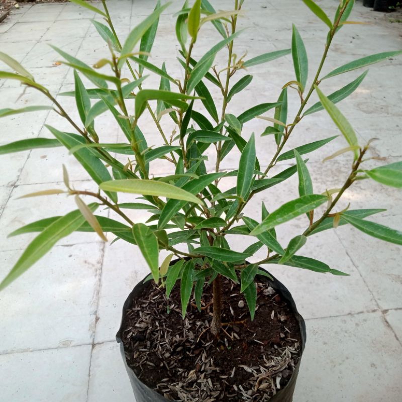 Beringin California Ori Bahan Bonsai