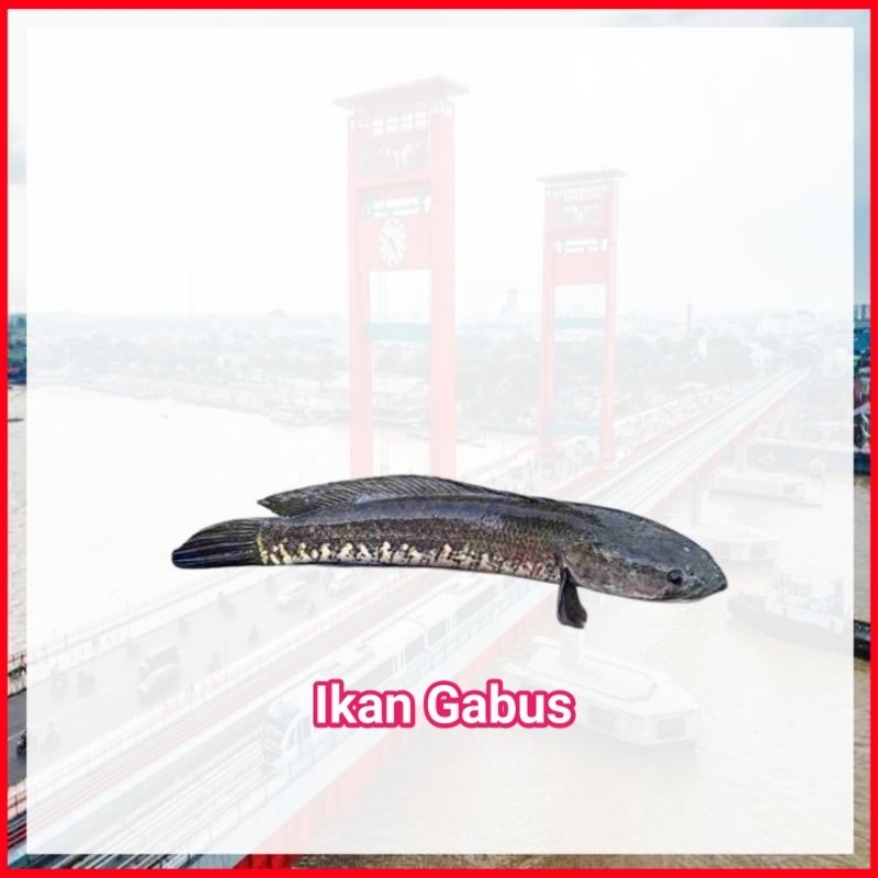 

Ikan Gabus Fresh Palembang