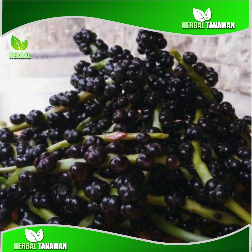 

Buah angkung kering obat stroke herbal alami