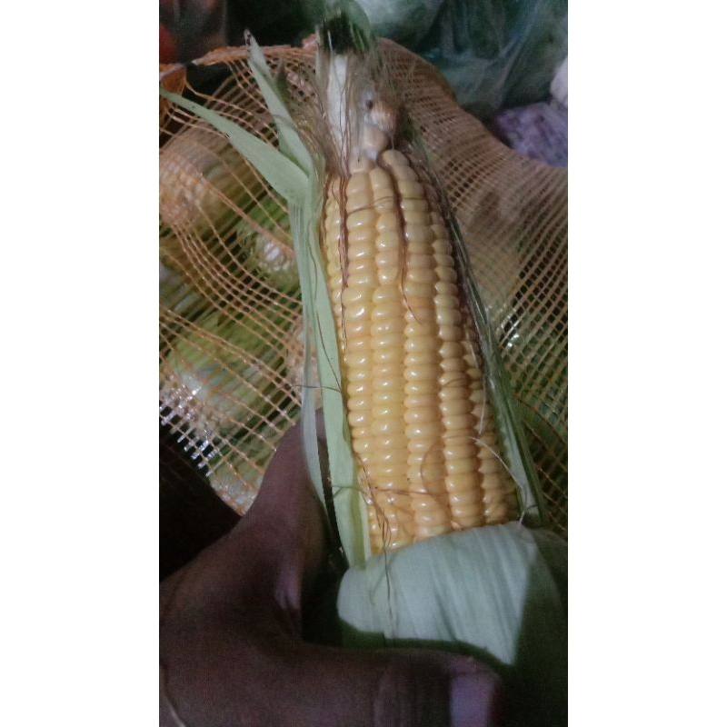 

Jagung Manis