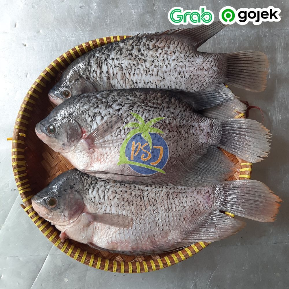 

PROMO Ikan Gurame Segar Bersih 1kg isi 2-3 ekor Ikan Gurame Segar