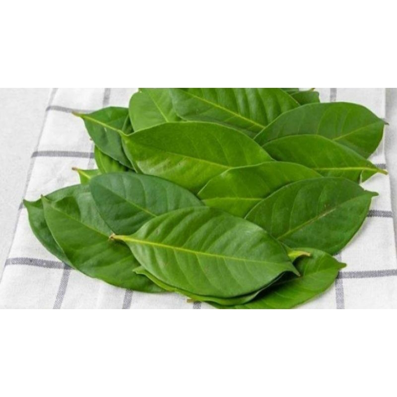 

Daun salam segar 100 gram