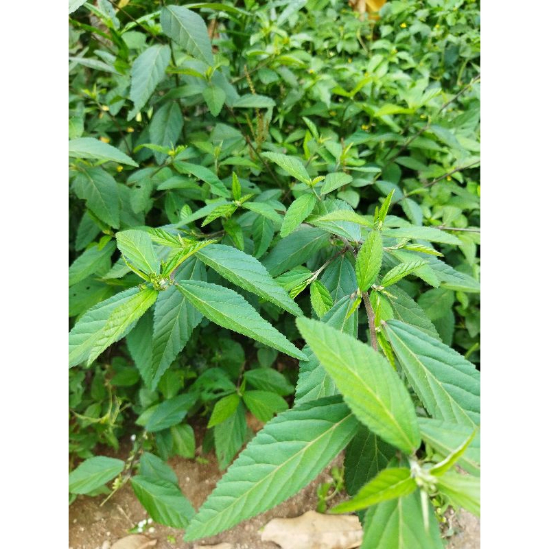 

Daun Sidaguri Hijau Segar 200 Gr / Herbal Alami