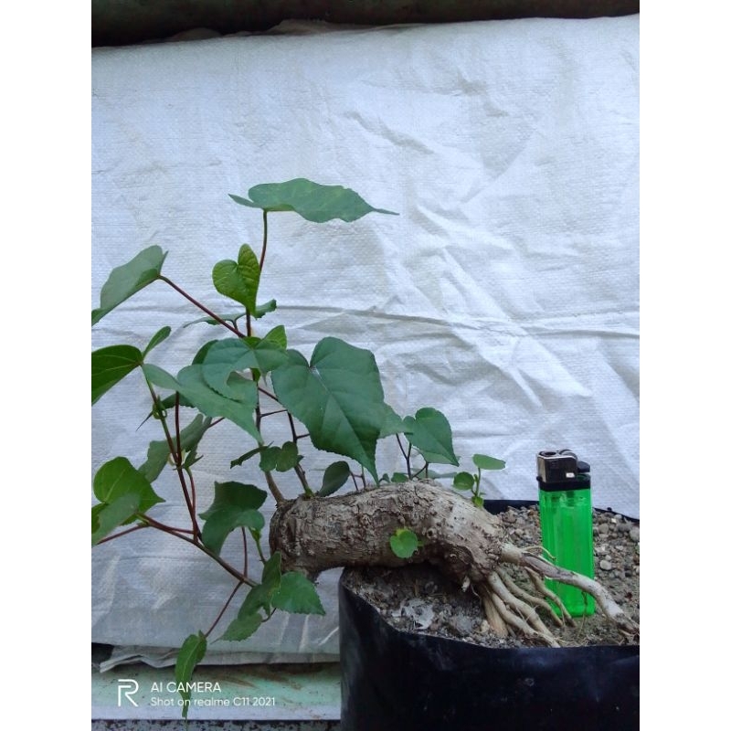 Bahan bonsai waru lokal warlok berkarakter