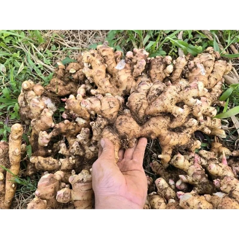 

Zahe Gajah press 1kg