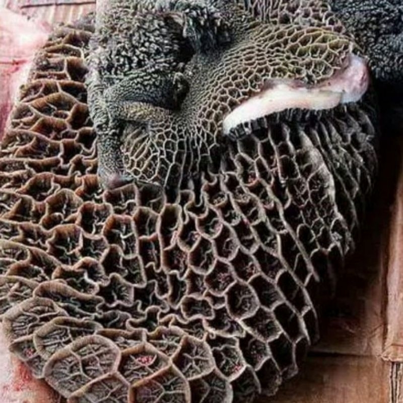 

BABAT SAPI 1KG