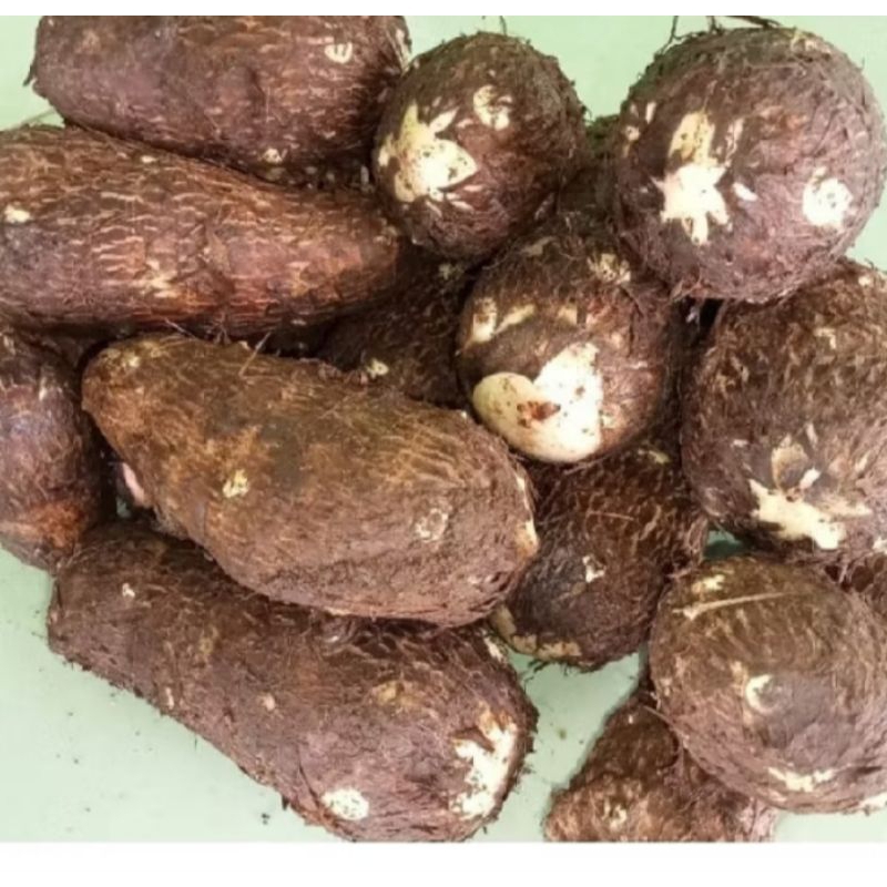 

terbaik talas kimpul 500 g