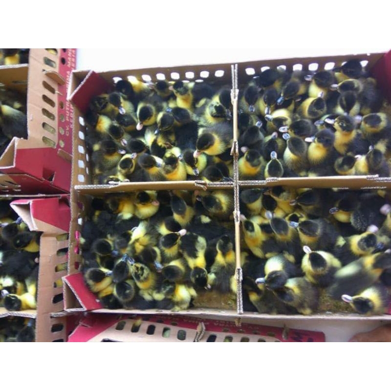 DOD anak bebek hibrida (harga/ekor)