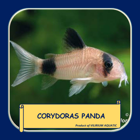 IKAN HIAS AIR TAWAR - CORYDORAS PANDA / CORY PANDA / PANDA CATFISH (SIZE INDUKAN)