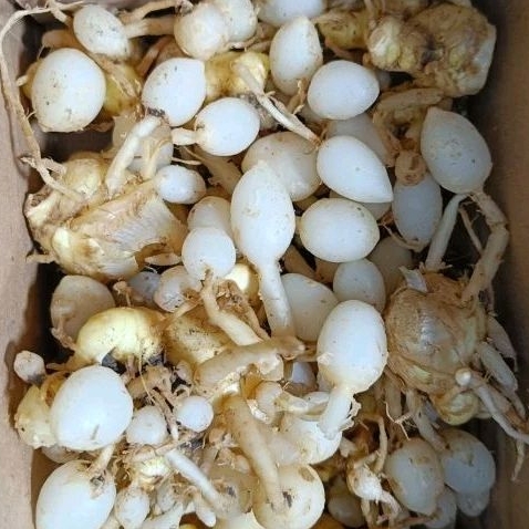 

Kunyit putih segar 1kg