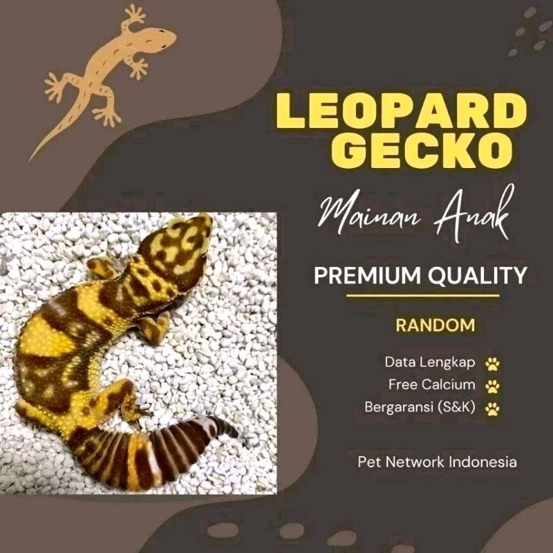 MAINAN ANAK GECKO LEOPARD RANDOM PREMIUM QUALITY