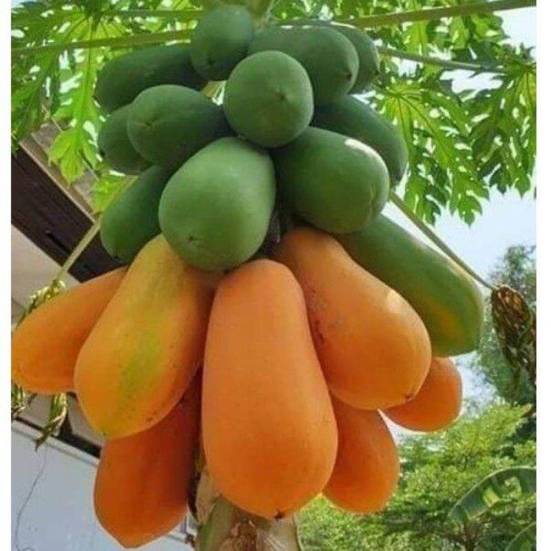 Bibit Pepaya California Super