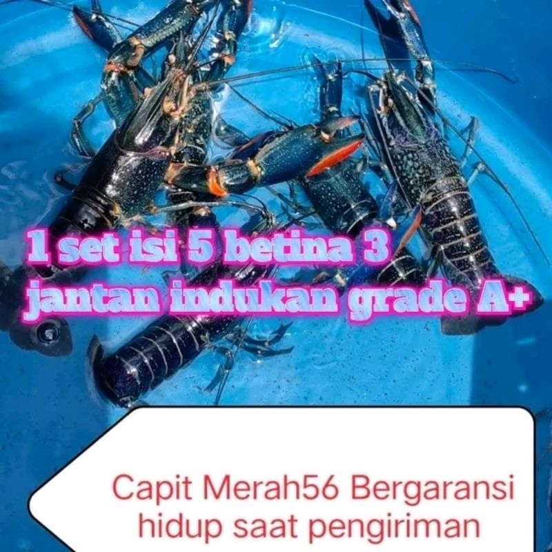 INDUKAN LOBSTER AIR TAWAR SIZE 4.5 INC PAKET 5 BETINA 3 JANTA