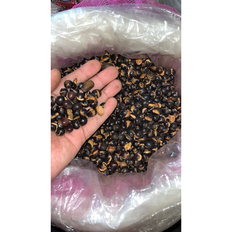 

Biji Kecipir / Jaat