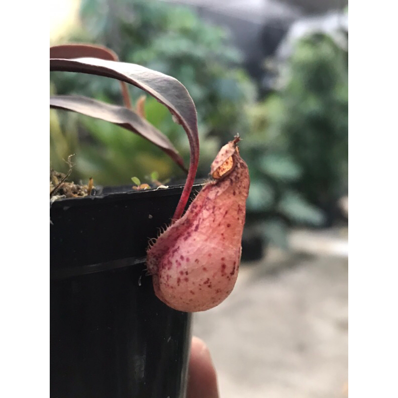 Kantung Semar Raflesiana