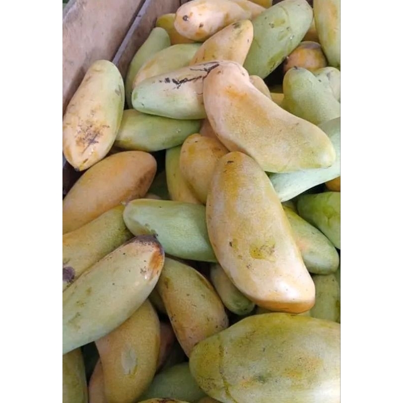 

MANGGA GOLEK JAWA 5kg INDRAMAYU