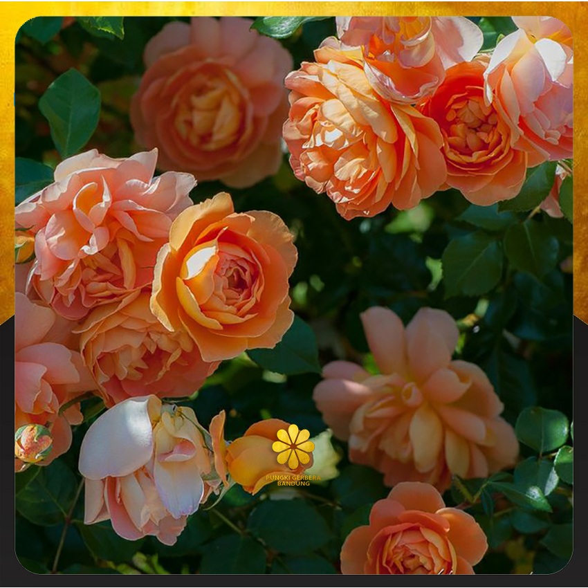Tanaman Mawar Import Pat Austin - David Austin Rose