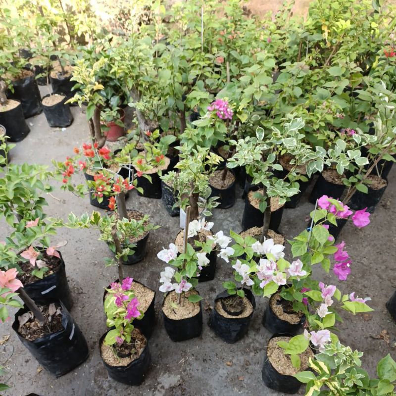 bugenfil 3 id(warna)