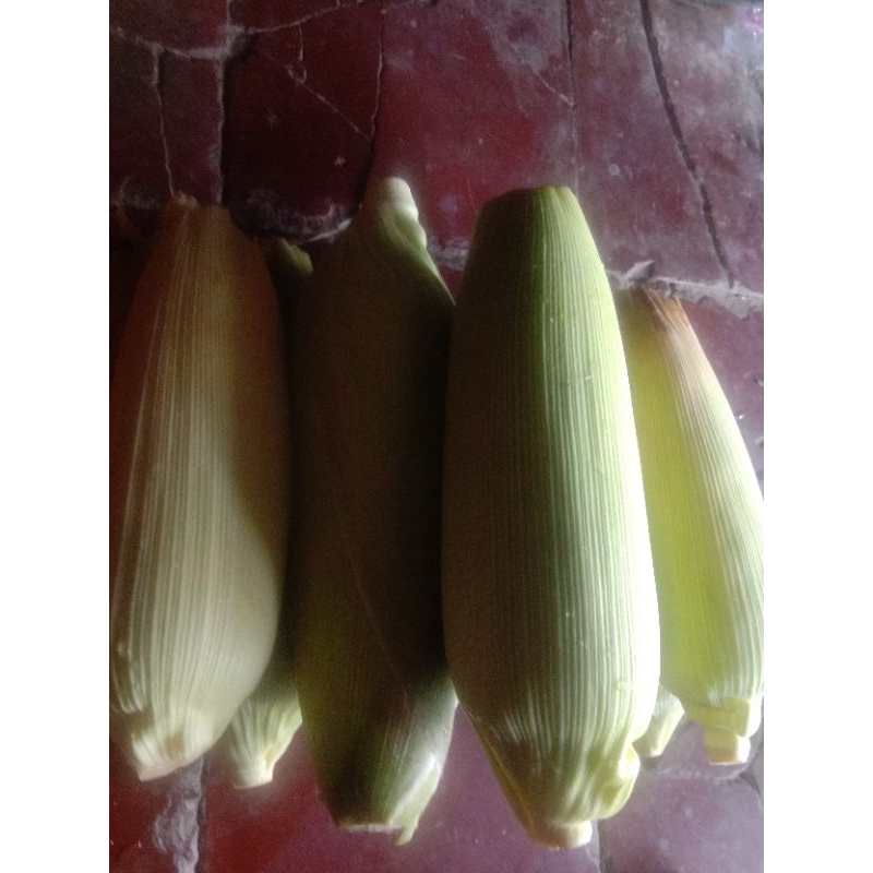 

Jagung Manis Super Besar 1 kg