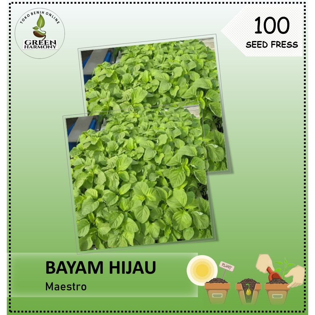 Benih Bibit Sayuran Bayam Cabut Hijau Maestro Unggul