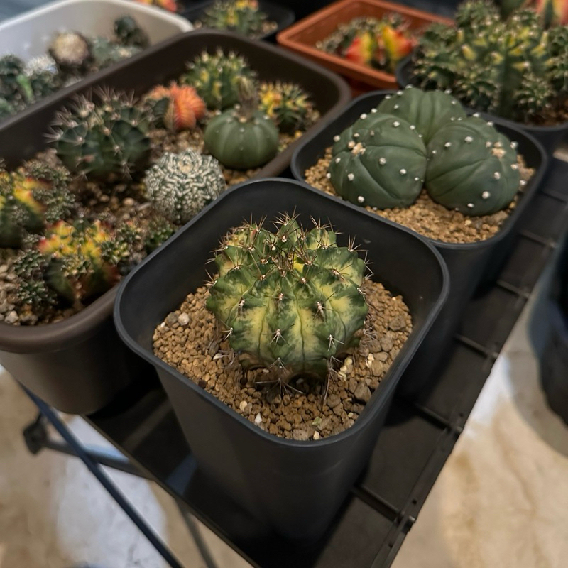 Gymno Marble Varigata / Gymnocalycium Marble Varigata / Kaktus Marble Varigata / Kaktus Lucu